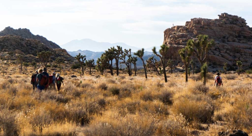 A group of people hike through a desert landscape, with brown grasses, Joshua Trees and large rock formations in the distance. 